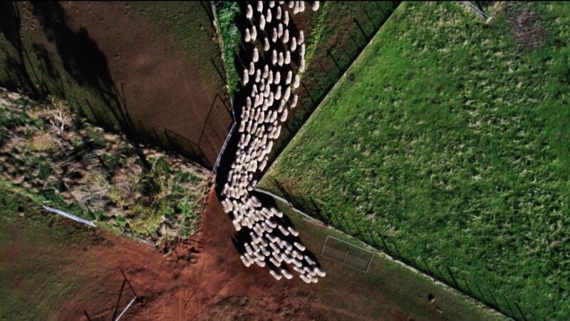 aerial photo of sheep being herded through farm gates